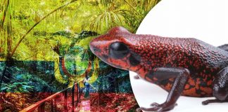Descubren nueva especie de rana venenosa en Ecuador; enfrenta amenaza por minería y tráfico ilegal