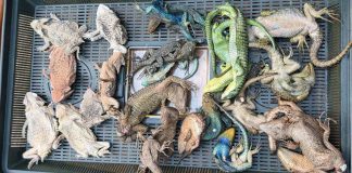 Detienen a mexicano en Alemania con 92 reptiles ocultos en su equipaje