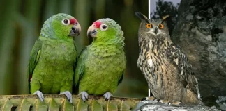 Sonora Emplumada: anuncian el primer Festival de las Aves en el estado con talleres y recorridos