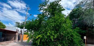 Fuertes vientos derriban árbol al sur de Hermosillo