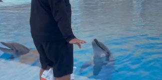 Muere delfín “Moana” en el Delfinario de Guaymas, confirma Profepa Muere delfín "Moana" en el Delfinario de Guaymas, confirma Profepa