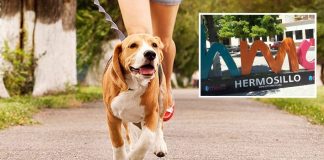 Realizarán paseo masivo de perritos en Hermosillo: conoce cuándo y dónde será