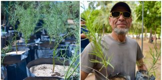 ¿Quieres un árbol gratis? Ayuntamiento realizará entrega de especies nativas en Hermosillo