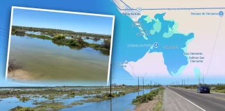 No son “charcos”: humedales costeros junto a carretera Hermosillo-Kino albergan vida marina; especialista llama a protegerlos