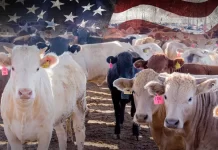 Suspenden temporalmente exportación de ganado de Sonora a EEUU tras detectar lesión compatible con fiebre aftosa en un animal Suspenden temporalmente exportación de ganado de Sonora a EEUU tras detectar lesión compatible con fiebre aftosa en un animal