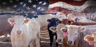 Suspenden temporalmente exportación de ganado de Sonora a EEUU tras detectar lesión compatible con fiebre aftosa en un animal